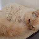Sacred Birman