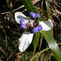 African iris