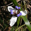 African iris