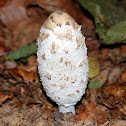 Shaggy Ink Cap