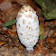 Shaggy Ink Cap
