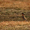 Brahminy Mynah