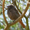 Black Redstart