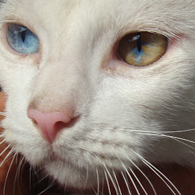 by Liz Rosas - Animals - Cats Portraits ( two colored eyes, blind, blue eye yellow eye, deaf, white cat )