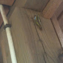 Locust