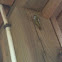 Locust