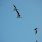 Black Skimmer