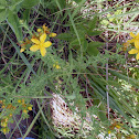 St. John's Wort