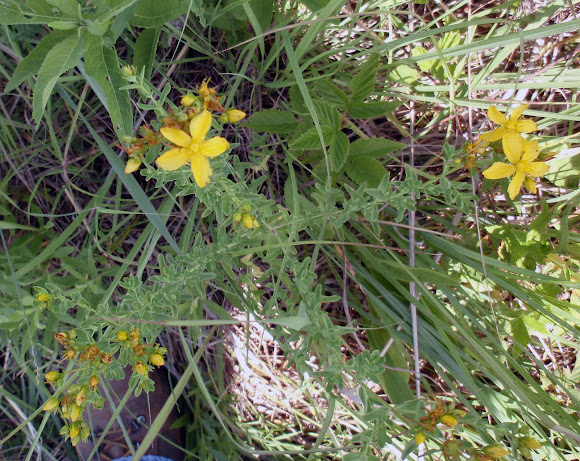 Spotting Image 1