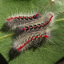Sparshalli moth