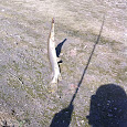 Fish in the wild of the MidWest United States