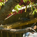 blue jay
