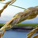 Sea Oats