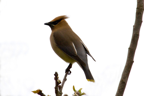 Spotting Image 1