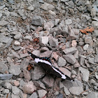 White Admiral
