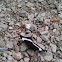 White Admiral