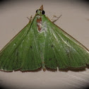 Moth