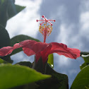 Kokiʻo ʻula