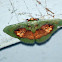 Green and brown moth