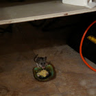 White-Footed Deer Mouse