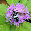 neon cuckoo bee