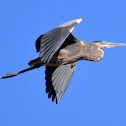 Great Blue Heron