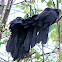 Smooth-billed Ani