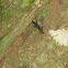 Yellow-Headed Gecko