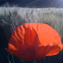 Klatschmohn