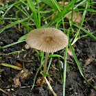 Japanese Parasol/Plooirokje