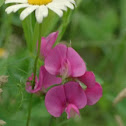 Purple pea vine