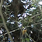 Rufous Whistler