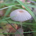 Little Japanese Umbrella