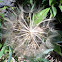 Goatsbeard