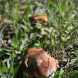 Fungi of the American Southwest