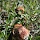 Fungi of the American Southwest