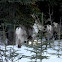 Caribou? 