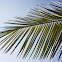 Palma Chilena / Chilean Wine Palm