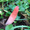 Red stinkhorn