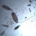 Copepod