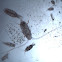 Copepod