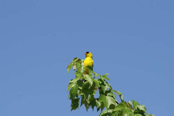 Spotting Image 1