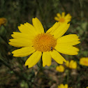 golden marguerite; camomila amarilla