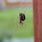 European Garden Spider 