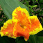 CANNA INDICA