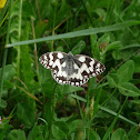 Marbled White