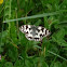 Marbled White