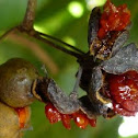 Pittosporum dulce 