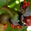 Pittosporum dulce 