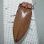 Giant Click Beetle 